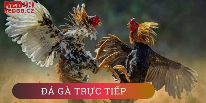 Đá gà trực tuyến Red88